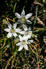 Grass Lily (Ornithogalum umbellatum). White flowers in spring.