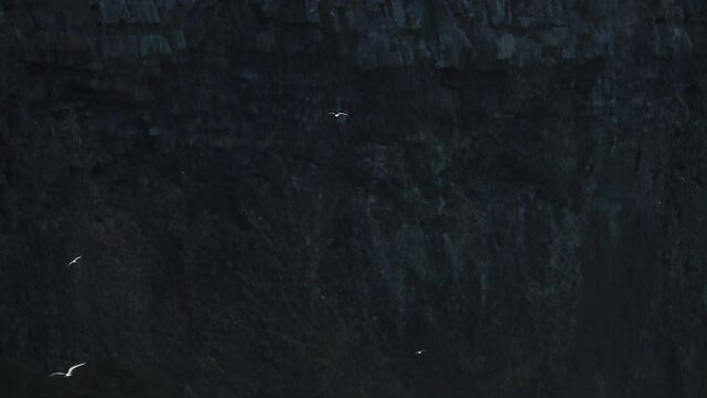Arctic tern birds flying in front of dark cliff, slow motion Iceland