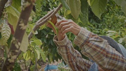 Asian woman farmer use pruning shears cut cacao pod from cacao tree in cacao farm, slow-motion