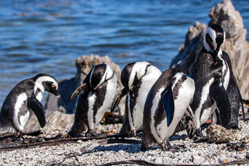 Pinguine am Stony Point in Betty`s Bay in Südafrika