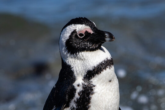 Pinguine am Stony Point in Betty`s Bay in S&uuml;dafrika