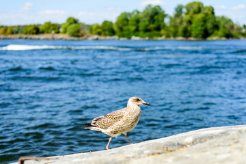 Larus canus. he common gull