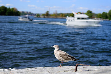 Larus canus. he common gull