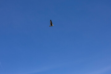 Seagull flying in the blue sky.