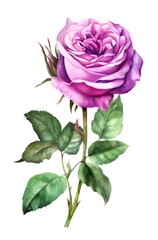 Fototapeta premium Violet rose isolated on white background. Watercolor illustration of a purple rose flower. Generative AI.