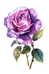 Violet rose isolated on white background. Watercolor illustration of a purple rose flower. Generative AI.
