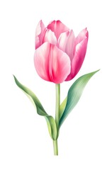 Watercolor pink tulip isolated on white background. Generative AI.