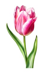 Fototapeta premium Watercolor pink tulip isolated on white background. Generative AI.