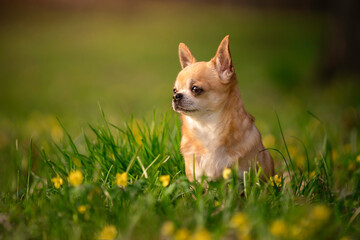Piesek rasy chihuahua siedzi w trawie i obserwuje otoczenie