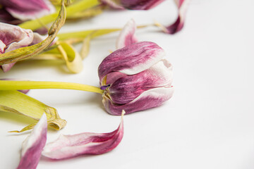 Dried violet tulips and petals on white background close up