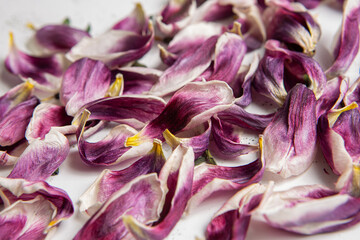 Fototapeta na wymiar Bunch of dried purple tulip petals close up