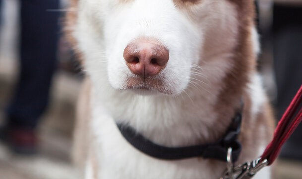 Detail of wet pink dog snout