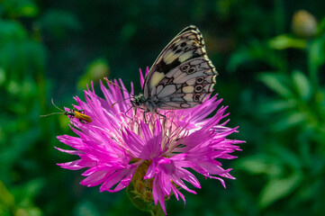 The marbled white (Melanargia galathea), butterfly collects nectar on a cornflower flower
