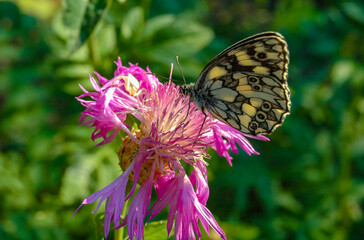 The marbled white (Melanargia galathea), butterfly collects nectar on a cornflower flower