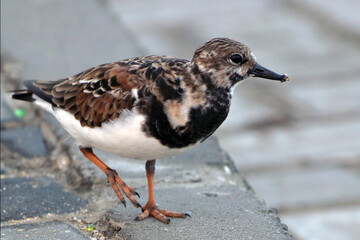 Ruddy Turnstone (Arenaria interpres) walking on a street in the city of Porto Seguro