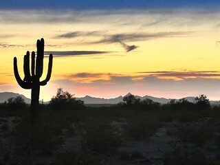 Glowing Cactus 