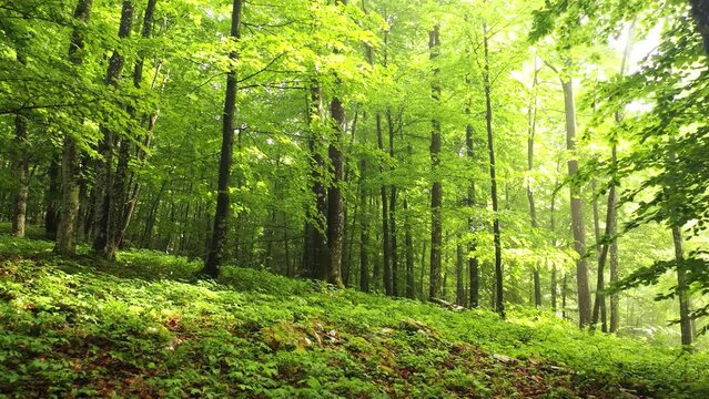 Beautiful spring season sunny beech tree forest landscape with green leaves. drone shot.