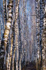 Obraz premium texture, tree, wood, forest, nature, bark, pattern, birch, abstract, wall, winter, rough, old, white, snow, trunk, black, trees, natural, grunge, wooden, grey, gray, water, surface