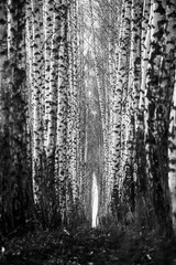Obraz premium texture, tree, wood, forest, nature, bark, pattern, birch, abstract, wall, winter, rough, old, white, snow, trunk, black, trees, natural, grunge, wooden, grey, gray, water, surface