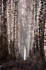 texture, tree, wood, forest, nature, bark, pattern, birch, abstract, wall, winter, rough, old, white, snow, trunk, black, trees, natural, grunge, wooden, grey, gray, water, surface