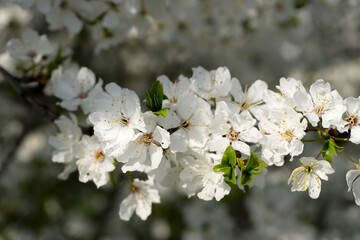 Spring flowering buds of an apricot tree