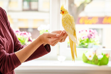 Yellow cockatiel sitting on women's hands with a sunny home window background - Powered by Adobe