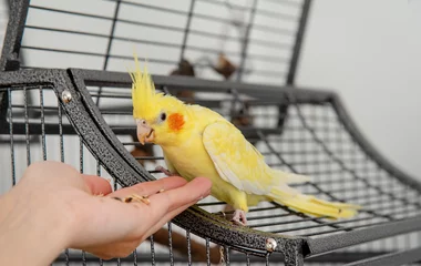 Tuinposter Yellow cockatiel eating out of a person's hand, sitting on a bird cage © Y. B. Photography