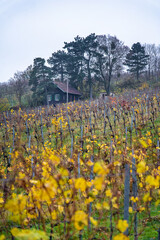Vineyard field in autumn with rows of golden leaved grapes  and wooden hut in the background