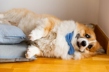 funny photo cute corgi dog with bow tie on his neck, lying on the floor