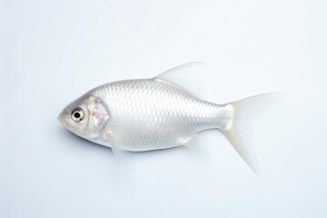 Fresh Water White Fish Swimming Isolated on Minimalist White Background. Generative AI