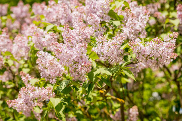 Obraz premium Beautiful lilac flowers with selective focus. pink lilac flower with blurred green leaves. Blooming lilac branches in the park. Summer time.lilac bush.Spring season