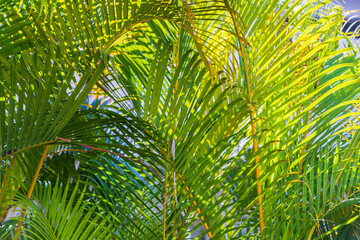 Obraz na płótnie Canvas Green palm tree leaves on a sunny day, natural background
