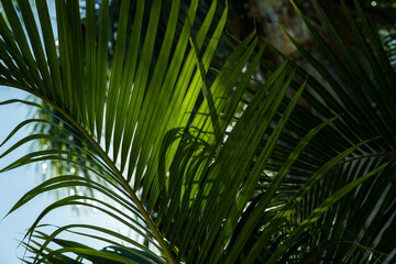 Fototapeta na wymiar Green palm leaves are under blue sky, natural tropical background