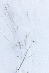 Frozen grass in the snow, top view. Vertical photo