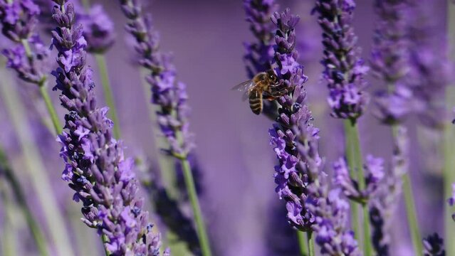 Lavender flowers on field. Honey bee on purple bloom. Provence in France.