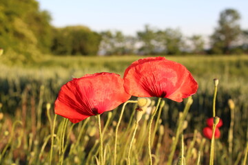 red poppy in a field