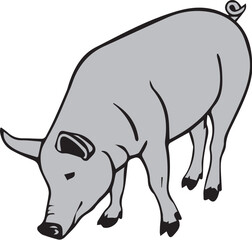 vector pig animal drawing design