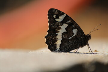 A butterfly close-up macro, black brown white colored small butterfly