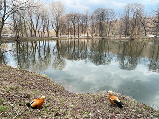 Ogar ducks on the shore of a pond in Lefortovo Park in spring. Moscow - obrazy, fototapety, plakaty