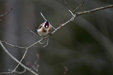 photographing birds with a fast shutter speed