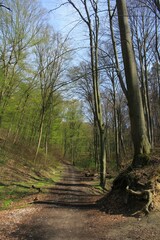 Central European forest in the spring = recreational part of Bratislava