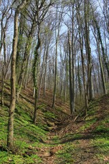 Fototapeta na wymiar Central European forest in the spring = recreational part of Bratislava