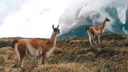 Guanaco en la Patagonia