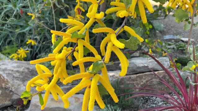 4K HD video hand held panning up Acacia denticulosa blooming, commonly known as sandpaper wattle. A species of Acacia native to the south-west of Western Australia. 
