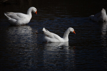 swans on the lake
