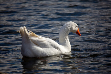 Obraz premium mute swan cygnus olor