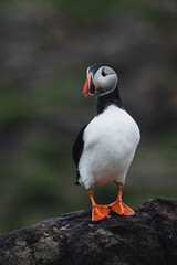atlantic puffin or common puffin on a cliff