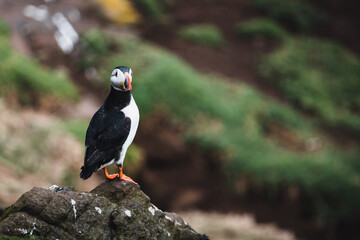 atlantic puffin or common puffin