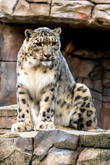 portrait of a leopard