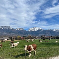 Fototapeta na wymiar mountains & cows